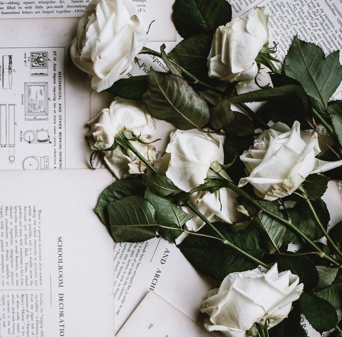 six white roses on white printer papers